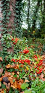 Close-up of red berries growing on tree