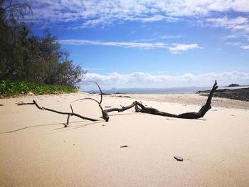 View of driftwood on beach against sky