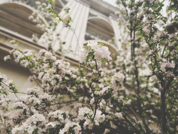 Cherry blossoms in spring