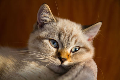 Close-up portrait of cat