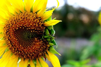 Close-up of sunflower