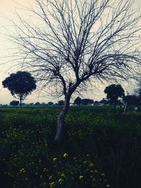 Bare trees on field against sky