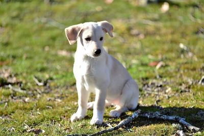 Puppy sitting