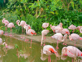 Flock of birds in lake