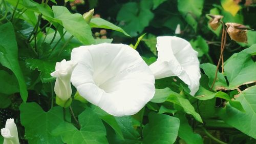 Close-up of white flowers