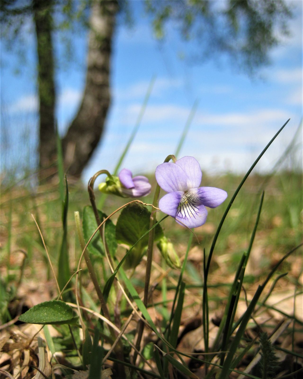 Forest wild flowers