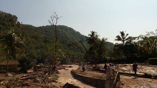 Footpath in forest