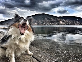 Dog in a lake