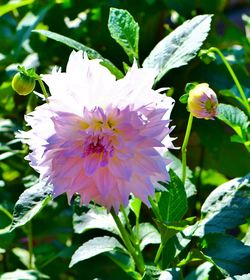 Close-up of purple flowering plant