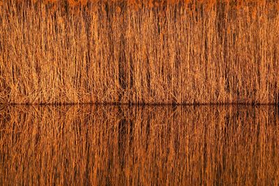 Full frame shot of wooden plank