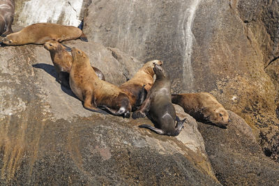 Stellar sea lions on a remote island in kenai fjords national park in alaska