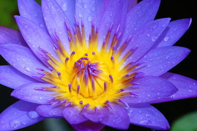 Close-up of wet purple flower