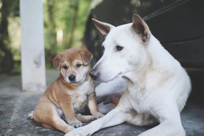 View of a dog looking away