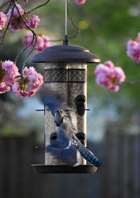 Close-up of bird on feeder
