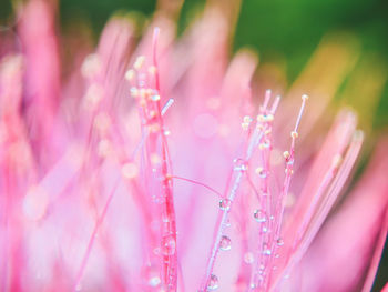 Close-up of wet pink flowering plants