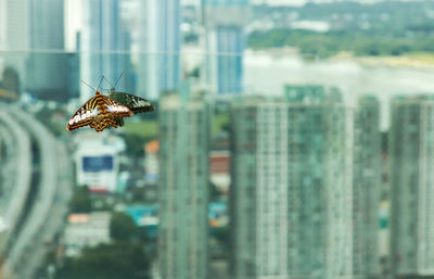 Close-up of insect on glass window