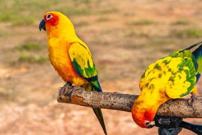 Close-up of parrot perching on branch