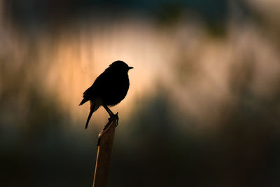 Close-up of bird perching on wood