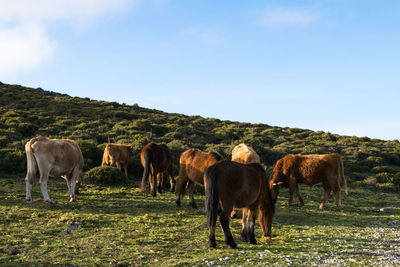 Horses and cows together grazing and eating grass in the field