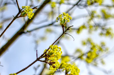Close-up of yellow flowering plant