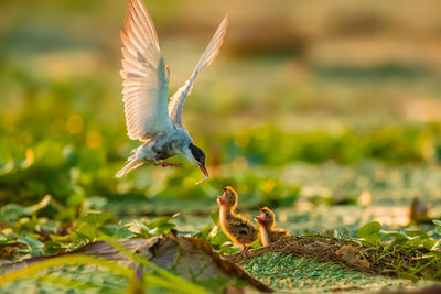 Bird flying over chicks on land