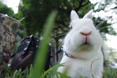 Low angle view of white rabbit