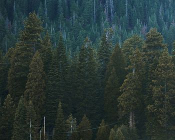 Pine trees in forest