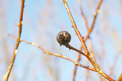 Close-up of plant