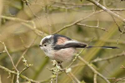 Close-up of bird perching on branch