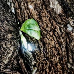 Close-up of leaf on tree trunk