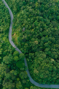 High angle view of road amidst trees