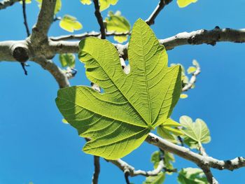 Low angle view of leaves against clear sky