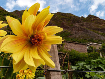 Close-up of yellow flowering plant against sky