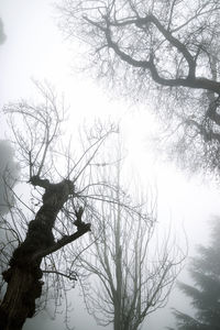 Low angle view of bare tree against sky