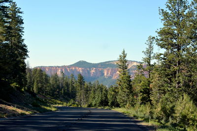 Road amidst trees in forest against clear sky