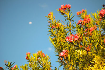 Low angle view of flowering plants against sky