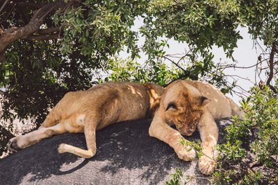 Lion cubs on a rock