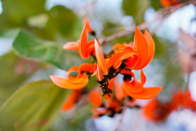 Close-up of orange flowering plant