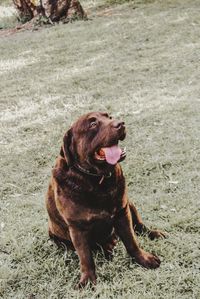 High angle view of a dog on field