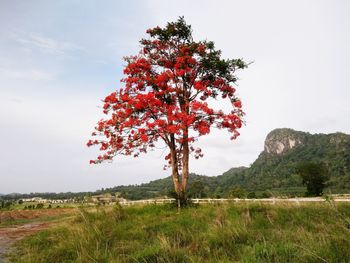 Tree on field against sky