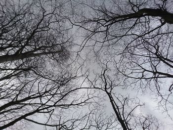 Low angle view of bare tree against sky