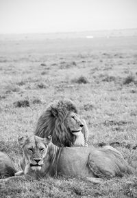 Lion relaxing on field
