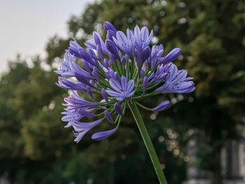 Close-up of purple flower