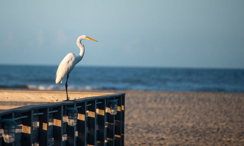 View of bird on beach