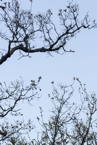 Low angle view of birds perching on bare tree against sky