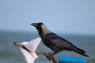 Close-up of bird perching against sky