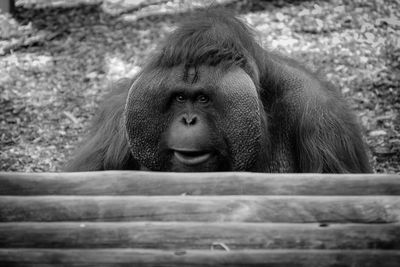 Portrait of an orangutan in zoo