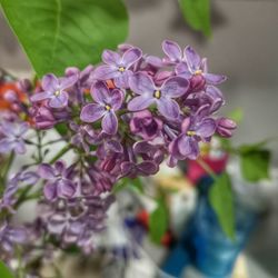 Close-up of purple flowering plant