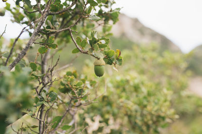 Close-up of flowering plant on tree