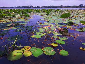 Water lily in lake